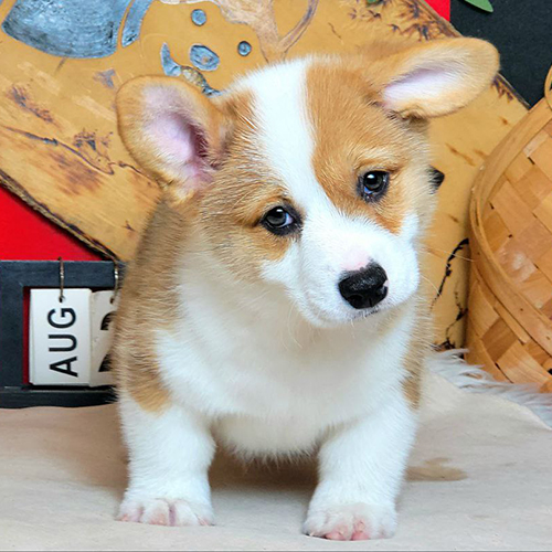 Chó Corgi con với bộ lông kép dày chịu lạnh tốt
