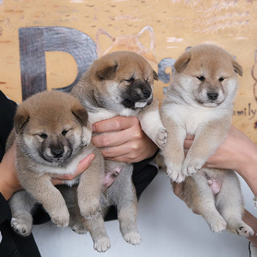 Ba chú chó con Shiba Inu màu nâu đỏ đáng yêu được bế trên tay tại Chomeocanh.com.