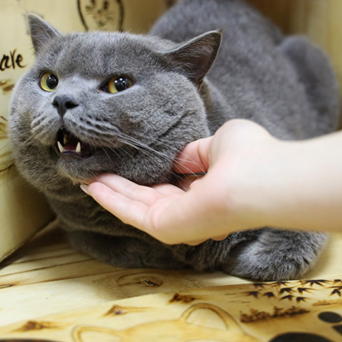 Mèo British Shorthair màu xám xanh tỏ vẻ khó chịu khi được chạm vào.
