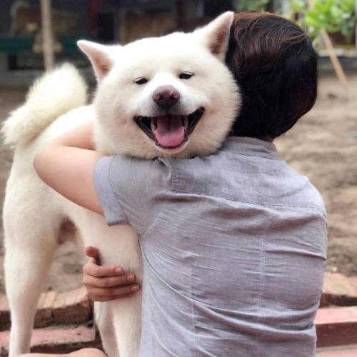 Chó Akita Inu trắng ôm chủ nhân, biểu cảm cười tươi trung thành và hạnh phúc.