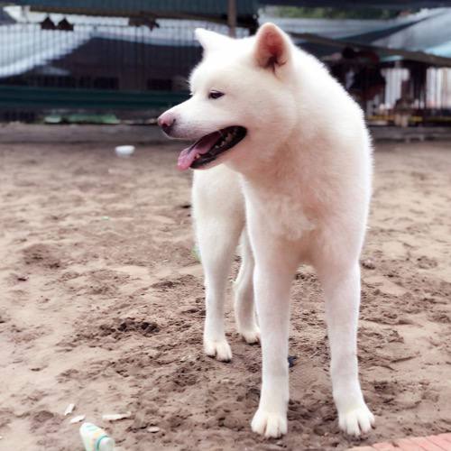 Chó Akita trắng với ngoại hình mạnh mẽ và đáng yêu.