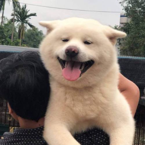Chó Akita 4 tháng tuổi, màu trắng tuyết, nhập khẩu trực tiếp từ Nhật Bản tại Chomeocanh.com.