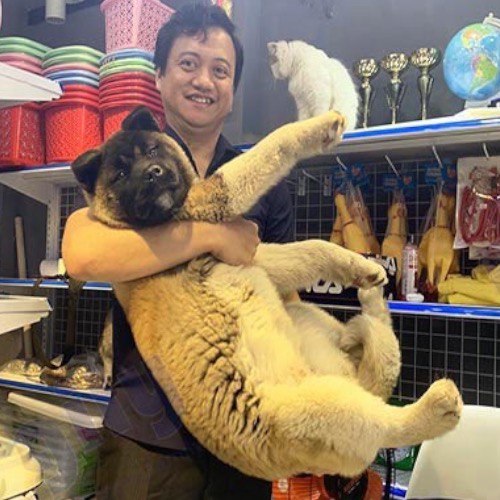 Người đàn ông bế chú chó Akita Mỹ lớn, lông màu vàng nhạt, trong một cửa hàng thú cưng.