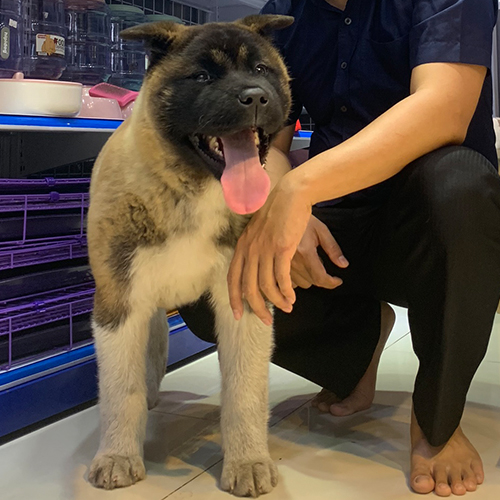 Chó American Akita đực nhập khẩu, lưỡi thè, lông nâu đen trắng, đứng cạnh người trong cửa hàng thú cưng