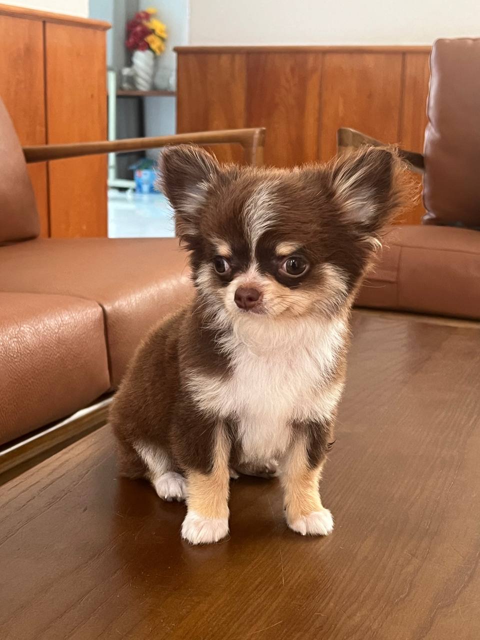 Chó Chihuahua có nguồn gốc từ khu vực châu Mỹ