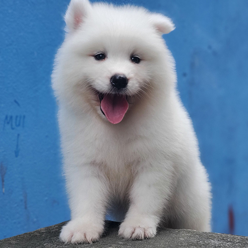 Chó Samoyed con trắng tinh đang đứng trên nền đá trước bức tường màu xanh