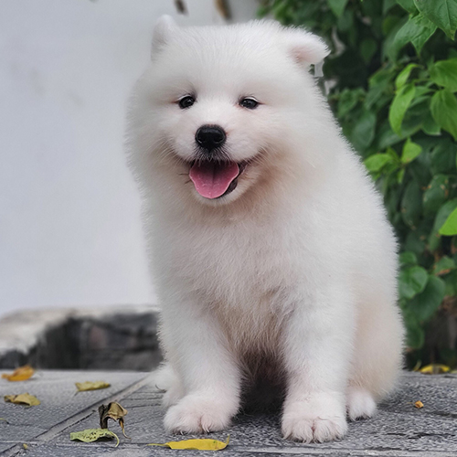 Chó Samoyed lông trắng như tuyết, ngồi trên nền đá, nhìn thẳng vào ống kính với nụ cười tươi.