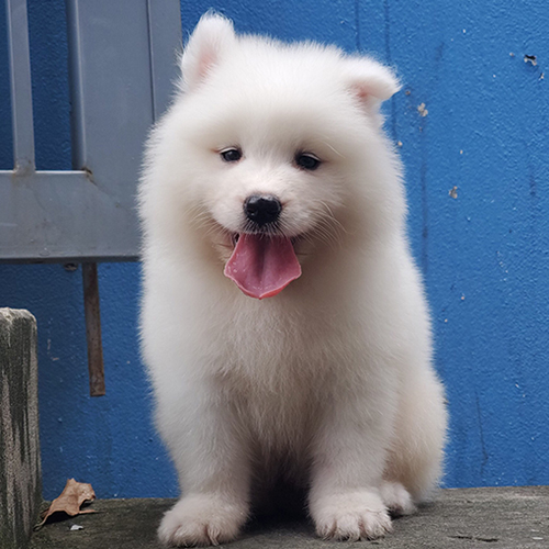 Chó Samoyed con trắng muốt, lưỡi hồng thè ra siêu dễ thương