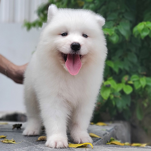 Chó Samoyed con trắng tuyết cười tươi, đứng trên nền đá, bộ lông bông xù siêu đáng yêu