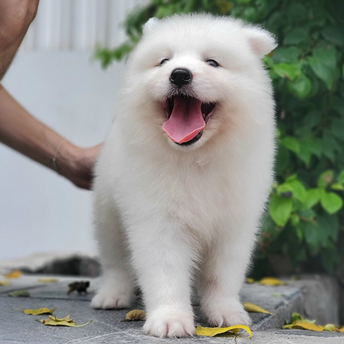 Chó Samoyed trắng con đang đứng cười tươi, lưỡi hồng, trông đáng yêu và thân thiện