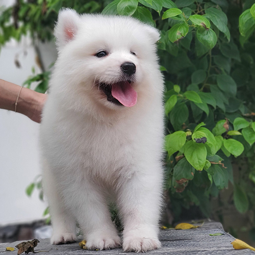 Chó Samoyed trắng tuyết đứng trên nền lá xanh