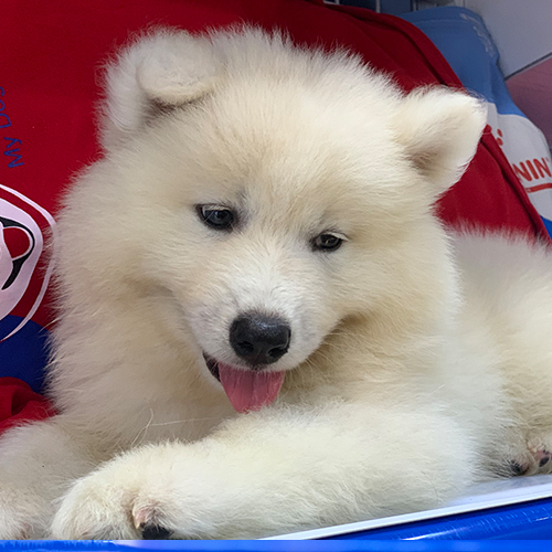 Chó Samoyed con lông trắng, nằm thư giãn, lưỡi hồng, bộ lông dày xù