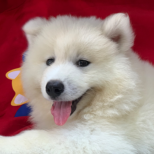Chó Samoyed con với bộ lông mềm mịn, đáng yêu, tạo vẻ dễ thương, thân thiện.