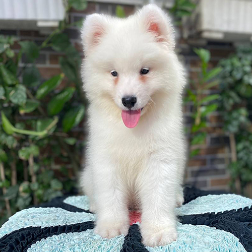 Chó Samoyed con tuyết trắng tinh khôi đứng trên nệm xanh, đáng yêu và thông minh