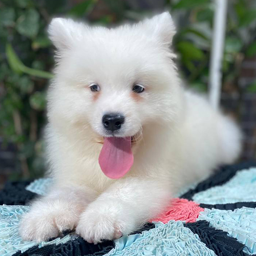 Chó Samoyed trắng tuyết nằm thư giãn, lưỡi hồng, mắt long lanh dễ thương