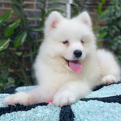 Chó Samoyed trắng nằm thư giãn, lưỡi thè hồng dễ thương