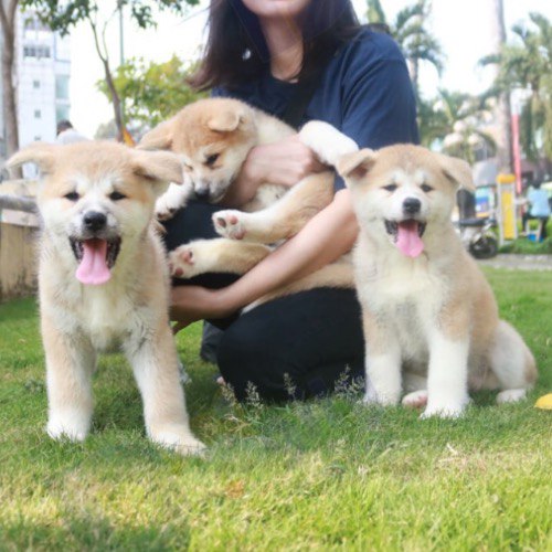 Akita Inu – Bộ ba siêu nhắng tuổi xì-teen!