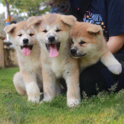 Ba chú chó Akita con dễ thương chơi đùa trên cỏ.