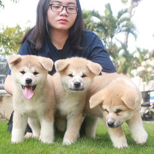 Đàn chó Akita Inu con thuần chủng được chăm sóc tại Chomeocanh.com