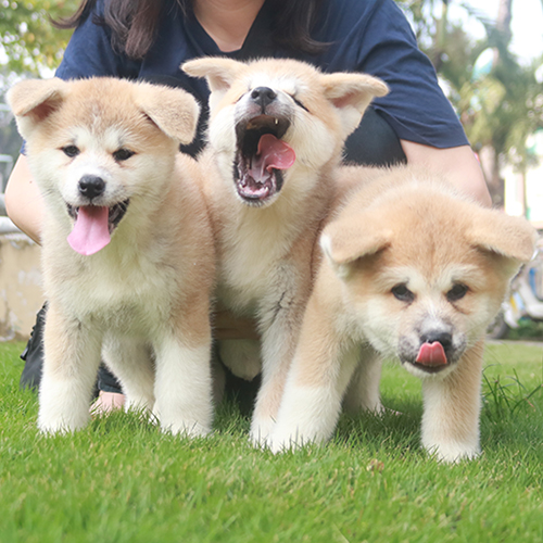 Ba chú chó Akita Inu con đang nô đùa trên bãi cỏ, lưỡi thè, biểu cảm đáng yêu.