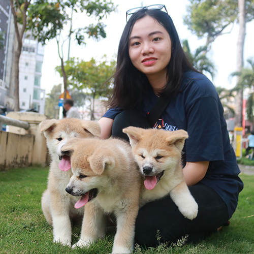 Cô gái ôm ba chú chó Akita con dễ thương trên bãi cỏ xanh.