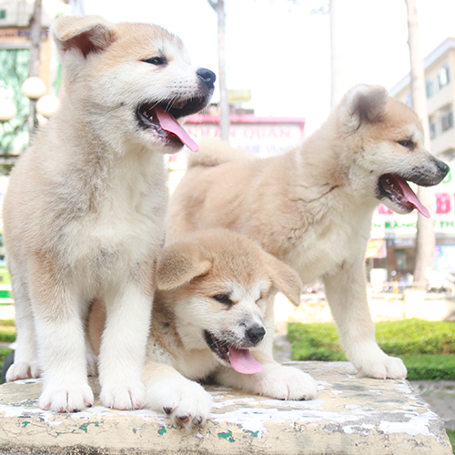 Ba chú chó con Akita khỏe mạnh, đang nô đùa ngoài trời.