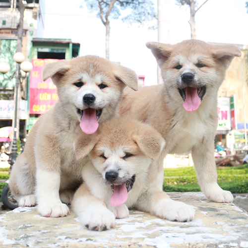 Đàn chó Akita thuần chủng ba bé đáng yêu