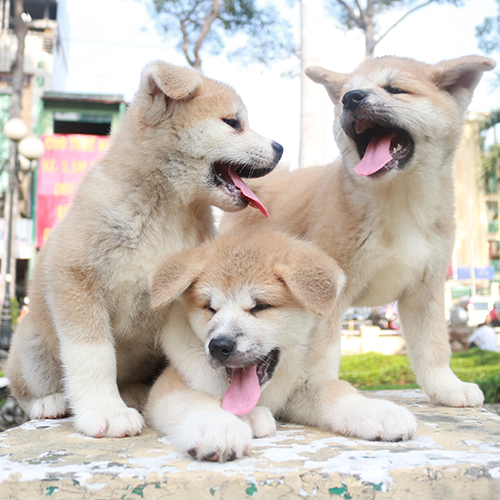 Ba chú chó con Akita dễ thương tại nông trại Đà Lạt