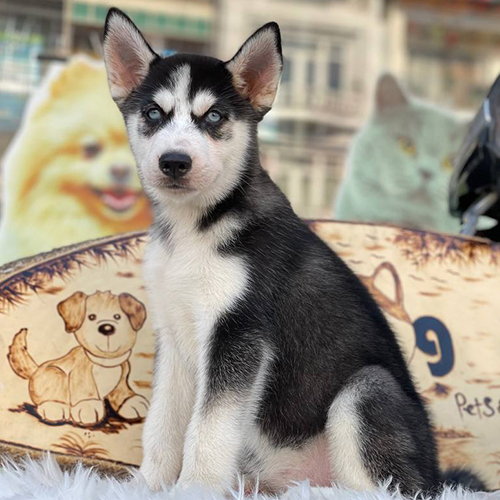 Chó Husky con thuần chủng lông đen trắng, mắt xanh ngồi trước cửa hàng thú cưng