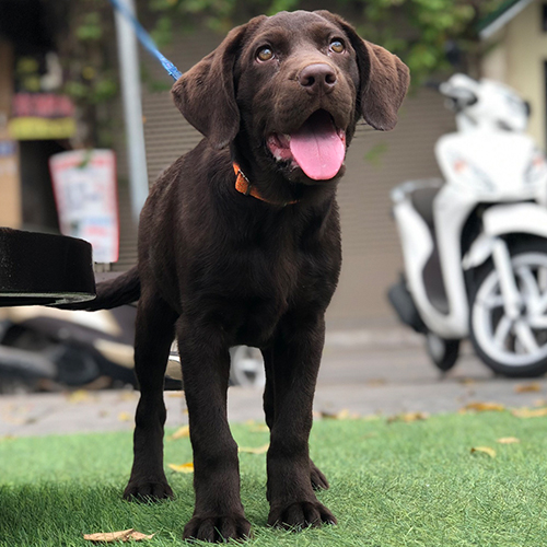 Chó Labrador Retriever màu socola đậm hiếm gặp