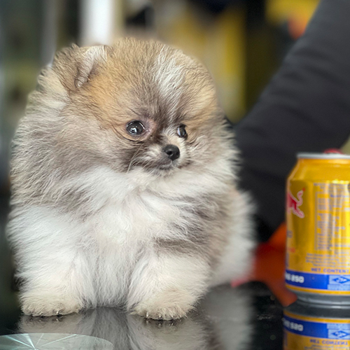 Chó Teacup Pom đáng yêu được rao bán trên Chợ Tốt.