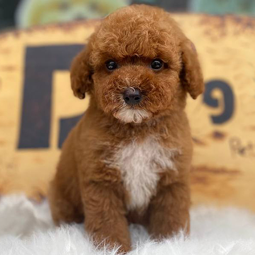 Chó Poodle nâu đỏ đáng yêu với bộ lông mềm mượt.
