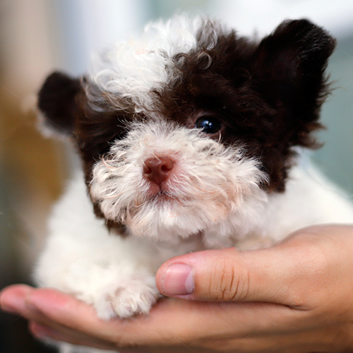 Poodle bò sữa nhỏ nhắn với bộ lông trắng nâu đáng yêu.