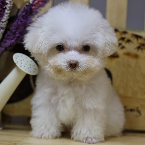 Chó Teacup trắng thuần chủng được bán tại Chomeocanh.com.