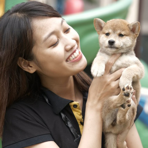 Chú chó con Shiba Inu màu nâu được bế trên tay, cùng chủ nhân cười tươi hạnh phúc.
