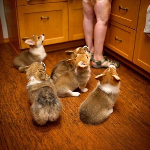 Đàn chó Corgi con đáng yêu ngồi chờ ăn trước kệ bếp gỗ.