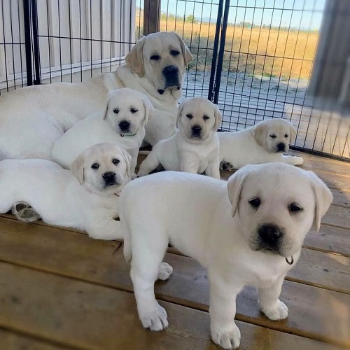 Chó mẹ Labrador trắng chăm đàn con sơ sinh trong chuồng gỗ