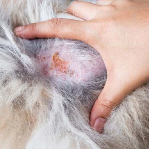 Da chó bị viêm nhiễm cần cạo lông để điều trị