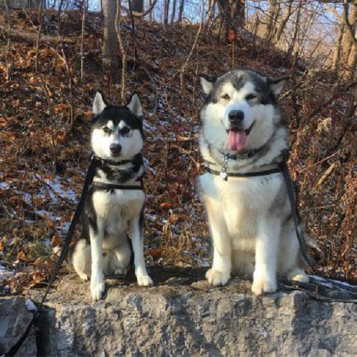 Chó Husky và Alaska ngồi cạnh nhau trên nền rừng mùa thu, dễ dàng so sánh ngoại hình