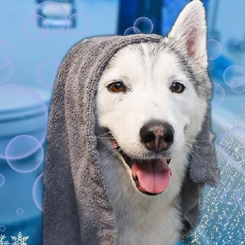 Chó Husky sau khi tắm được quấn khăn lông, vẻ mặt vui vẻ, đáng yêu trong phòng tắm.