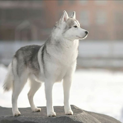 Chó Husky thuần chủng màu xám trắng đứng giữa khung cảnh tuyết trắng lạnh giá tại vùng khí hậu lạnh.