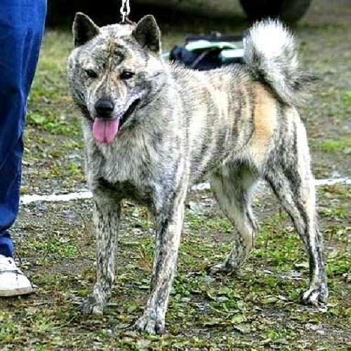 Chó Hokkaido Inu lông vện dày, đứng cạnh người dắt, tai nhỏ, dáng dũng mãnh.