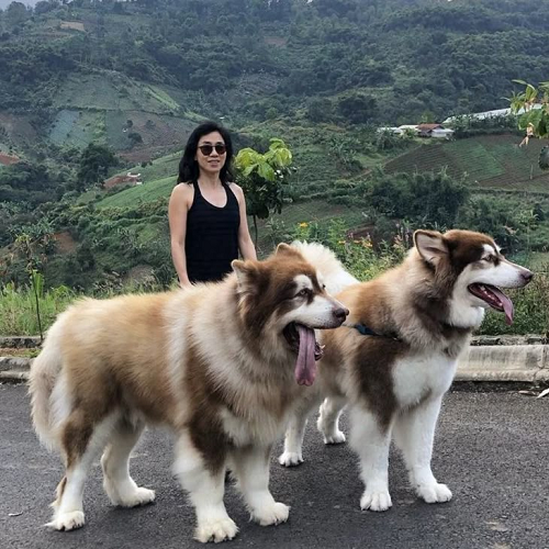 Chó Alaska bao nhiêu tháng thì sinh sản