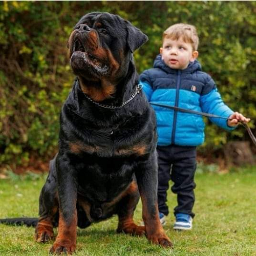 Chó Rottweiler to lớn, lông đen nâu, ngồi cạnh bé trai đang dắt dây xích.