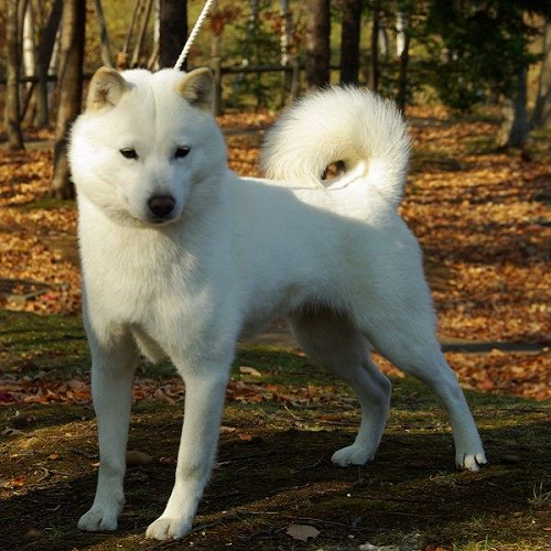 Chó Hokkaido lông trắng, đứng cảnh giác trong rừng, thân hình vững chắc.