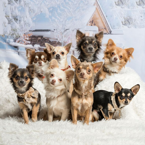 Bảy chú chó Chihuahua với nhiều màu lông khác nhau ngồi tạo dáng trên nền tuyết trắng, mặc đồ phụ kiện sang chảnh.