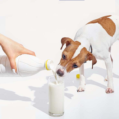 Chó con đang uống sữa tươi từ ly được rót bởi người