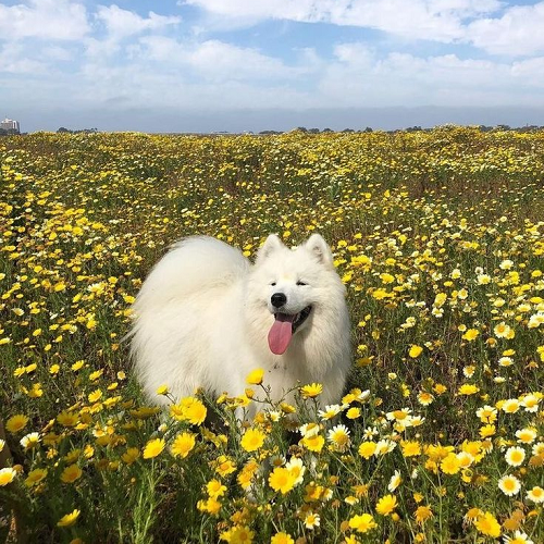 Chó Samoyed trắng đáng yêu giữa cánh đồng hoa vàng rực rỡ