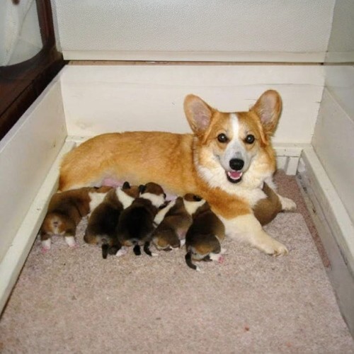 Chó mẹ Corgi nằm cho đàn con bú trong ổ sạch sẽ và yên tĩnh