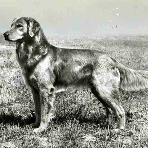 Golden Retriever đầu tiên được lai tạo tại Scotland